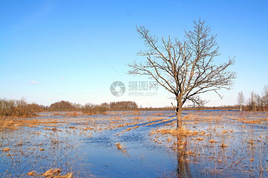 树中含水蓝色灌木阳光灾难橡木荒野水池反射公园镜子图片