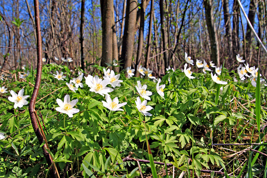 木的雪团体木材白色花朵草地阳光森林花园季节生活图片
