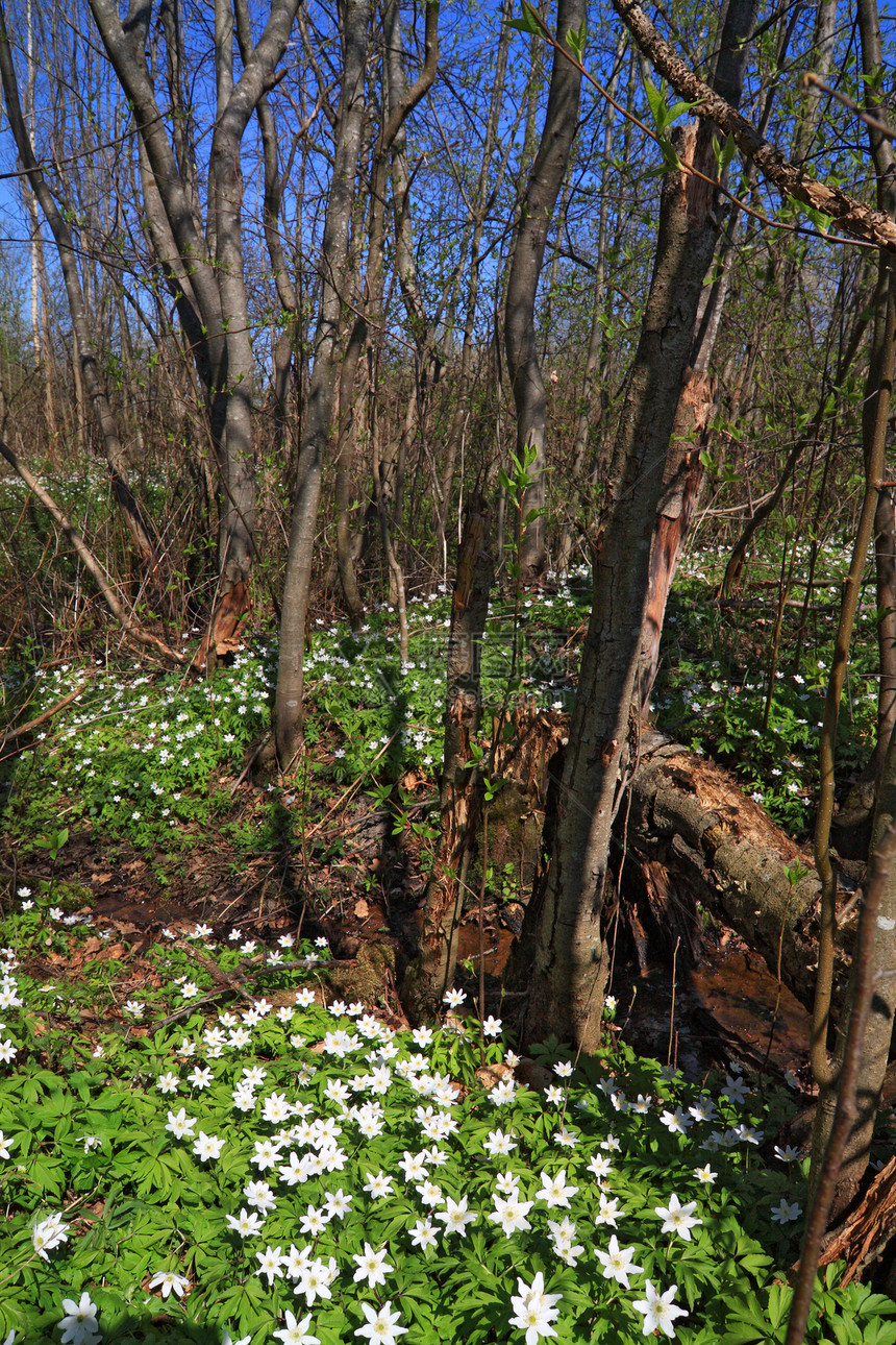 木的雪草地阳光花朵生活团体森林园艺宏观白色季节图片