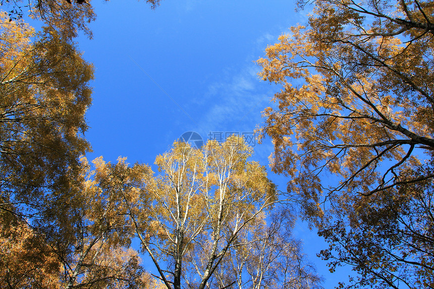 秋树之冠蓝色黄色天空树叶图片