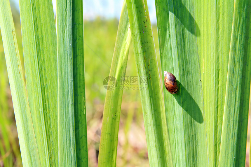 子上垂着的蜗牛园艺叶子动物荒野害虫沼泽生物学季节螺旋宏观图片