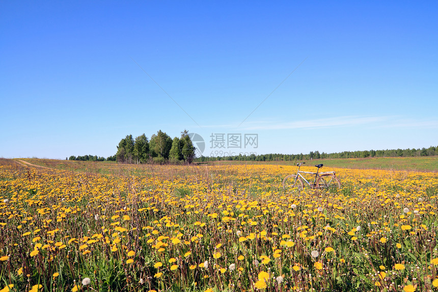 田野露地天堂场景场地风景蜜蜂野生动物蜂蜜生长城市美丽图片