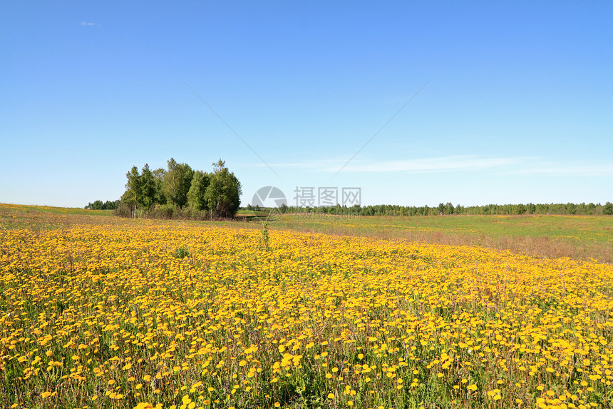 田野露地城市蜜蜂昆虫堤防场地风景野生动物农场天空天堂图片