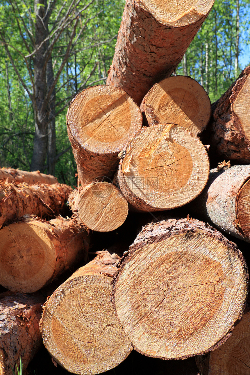 树上的锯木材料日志公园柴堆树干记录松树资源木头环境图片