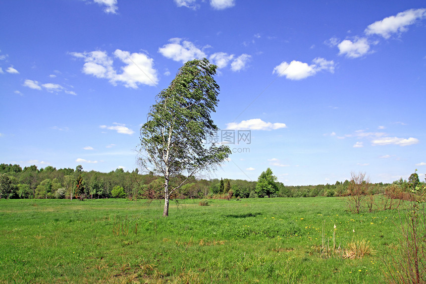 野上闪光季节蓝色植物草本植物日光阳光晴天美丽生长桦木图片