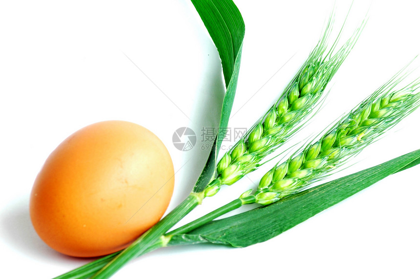 鸡蛋和小麦农业植物耳朵面粉早餐种子白色棕色谷物营养图片