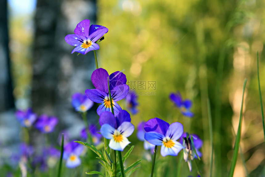现场的紫外线宏观公园花束植物学场地蓝色生长荒野园艺花园图片