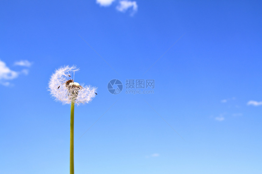 花层天空叶子脆弱性生长植物草地自由繁荣蓝色植物学图片