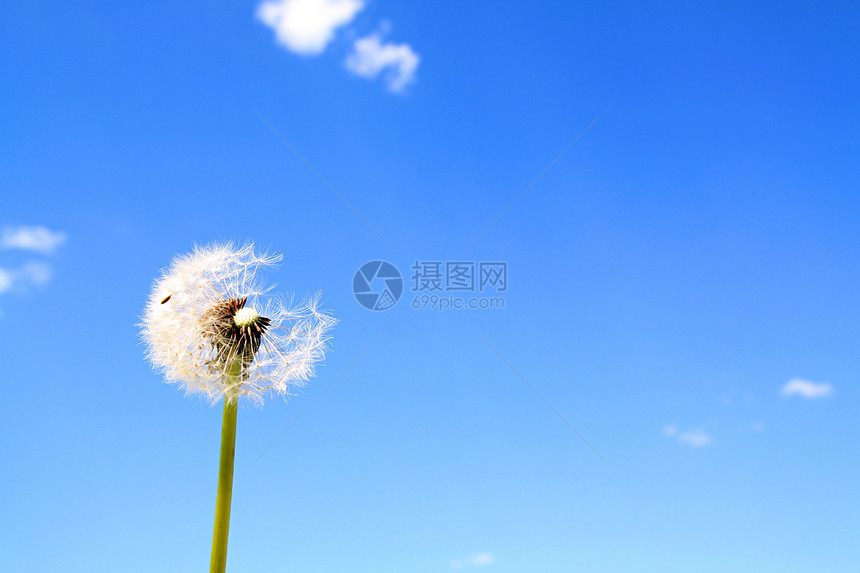 花层生活蓝色飞行柔软度后代种子草本植物生长天空叶子图片