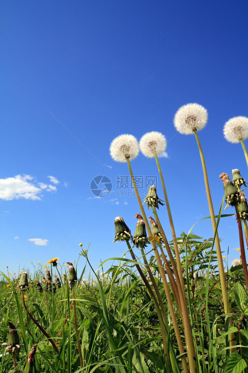 田野露地繁荣蓝色天空草地柔软度生物学叶子生长后代场景图片