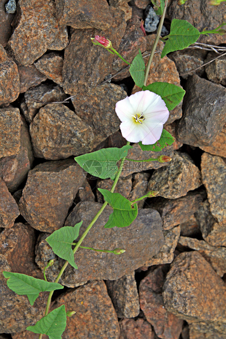 石上花朵园艺脆弱性乡村生长花瓣场地干石设计师植物碎石图片