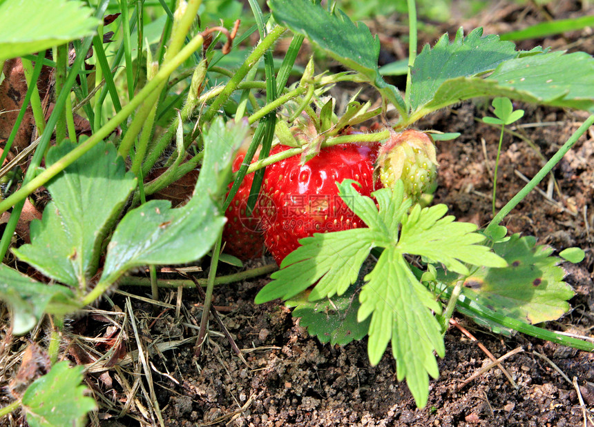 园里的草莓水果衬套玫瑰农场村庄收获花园市场宏观植物图片