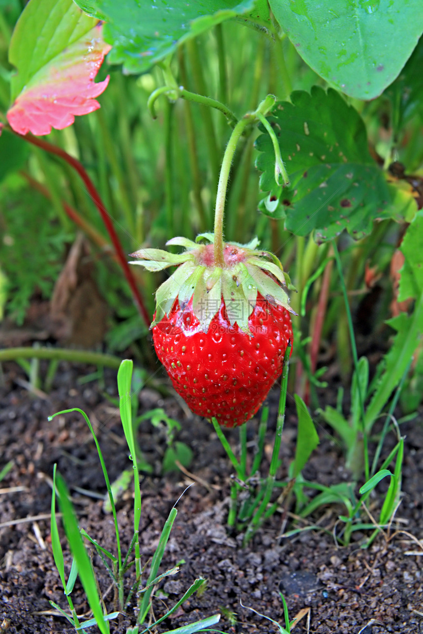 草莓叶子植物学用品灌木植物衬套甜点花园营养水果图片