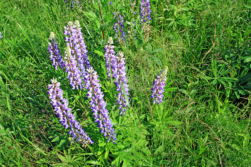 羽扇豆宏观生长植物群植物学荒野天空蓝色花瓣紫色花朵图片