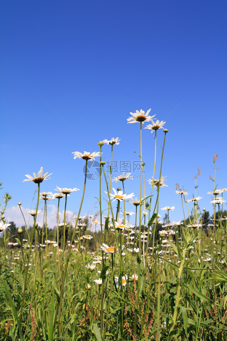 田地上的电轮植物群洋甘菊花瓣空地植物荒野国家甘菊风景农村图片