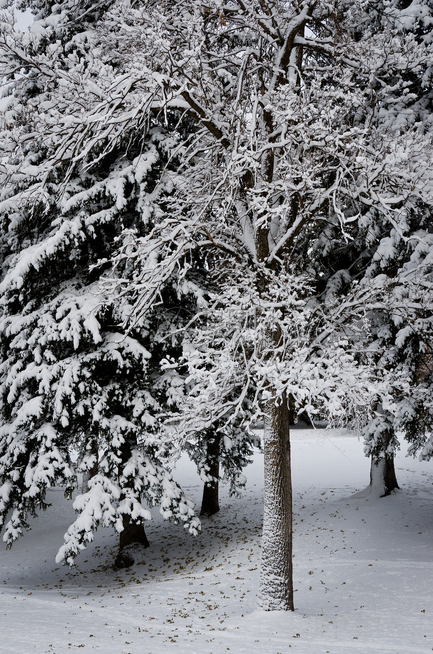 美国蒙大拿州博泽曼林德利公园雪覆盖树木森林公园松树针叶树季节云杉城市季节性风景图片