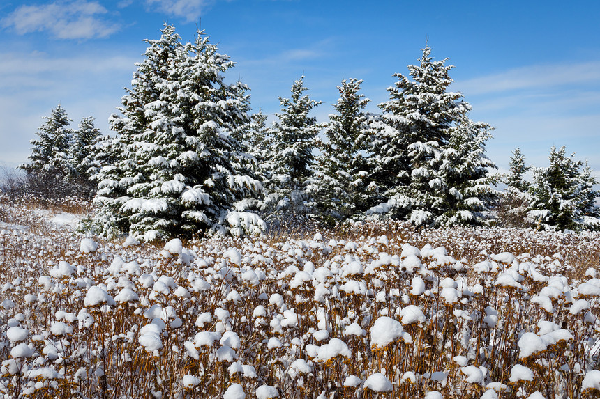 美国蒙大拿州加拉廷县斯普鲁斯树和雪图片