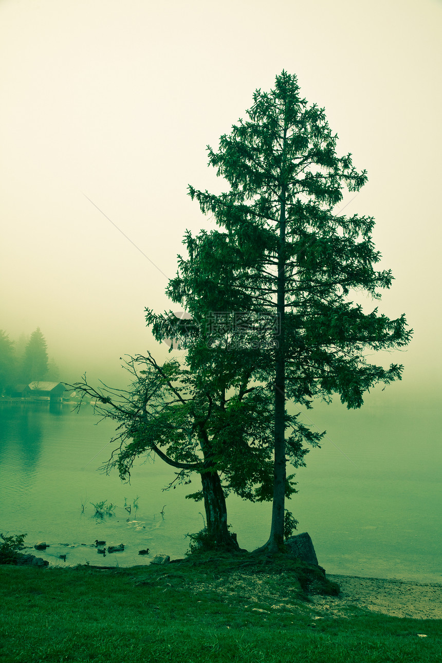 美丽的薄雾清晨绿色天气旅行图片
