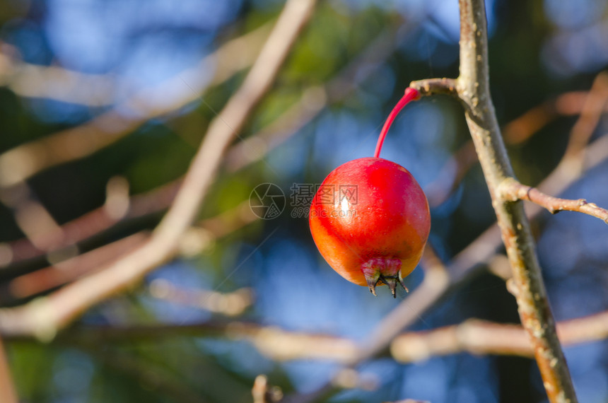 小红苹果挂在苹果树枝上图片