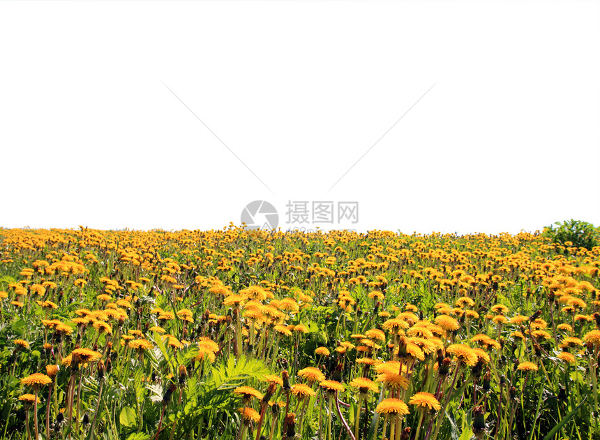 木柴附近的花层风景堤防昆虫蜜蜂天空野生动物生长种子动物场景图片