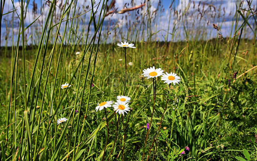 夏季外地草本植物卫生牧草洋甘菊空地天空植物花瓣环境生长图片