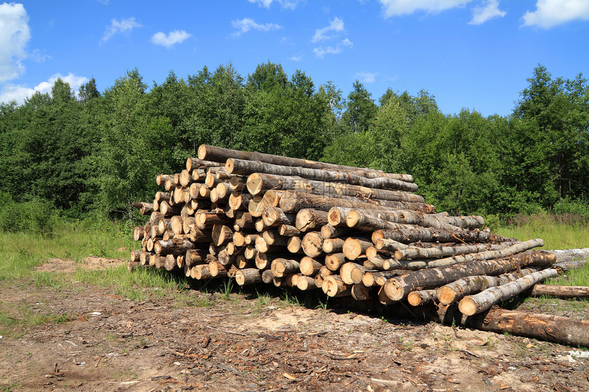 树下有锯木木材贮存木头松树材料记录森林资源树液柴堆图片
