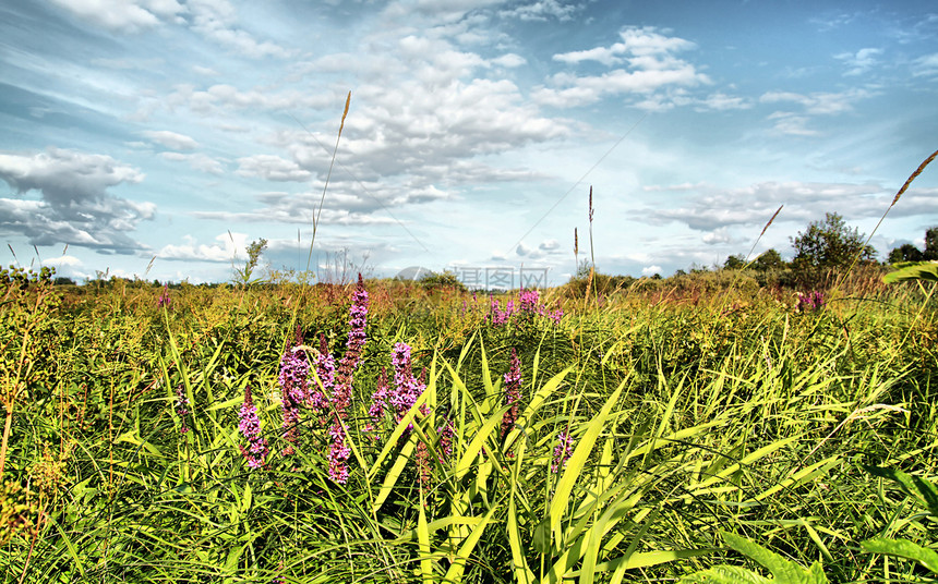 田间药草草本植物生长荒野植物空地地平线紫丁香环境植物群天气图片