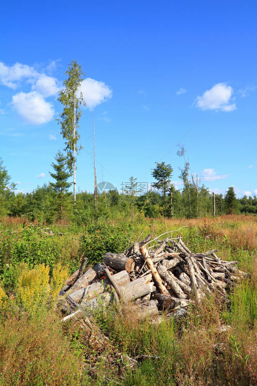 切除木柴材料生态日志环境木头损害风景破坏生产木材图片