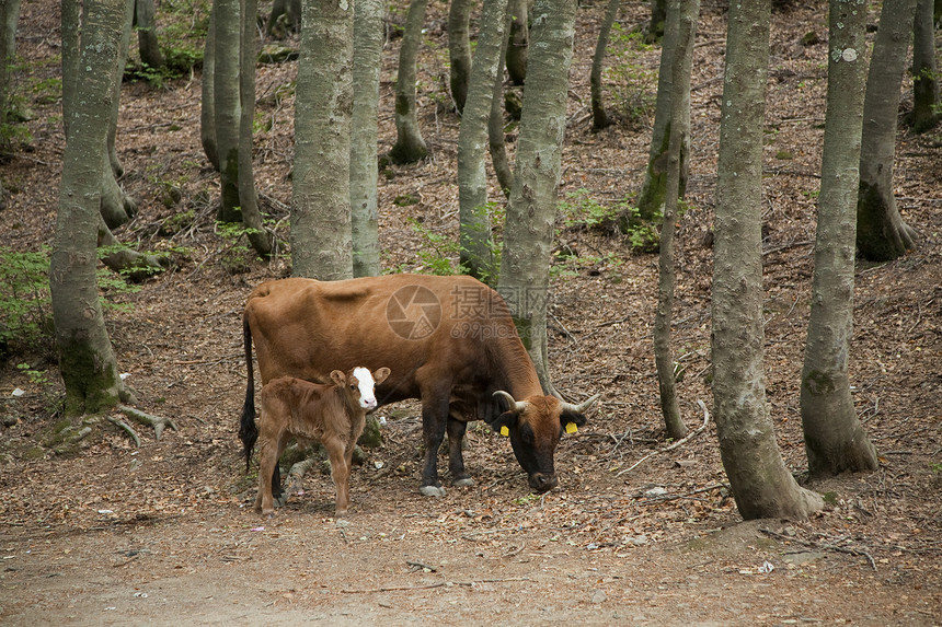 木柴中的牛牛和小牛图片