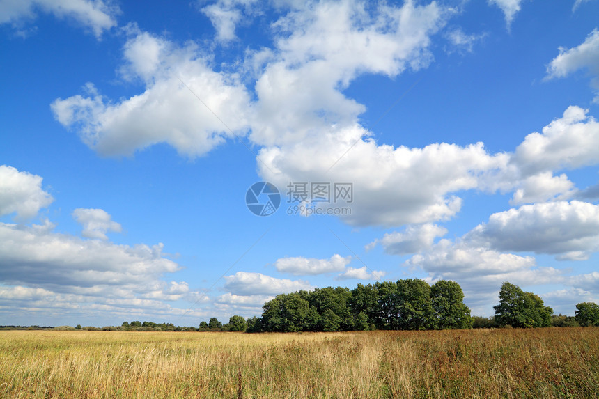 田间干草药草场地季节草皮沼泽全景草地旅行森林牧草荒野图片