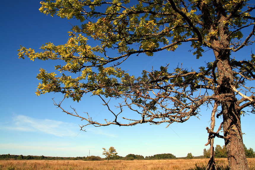秋天场黄色橡树橡木环境气候场地树叶蓝色季节孤独力量牧场图片