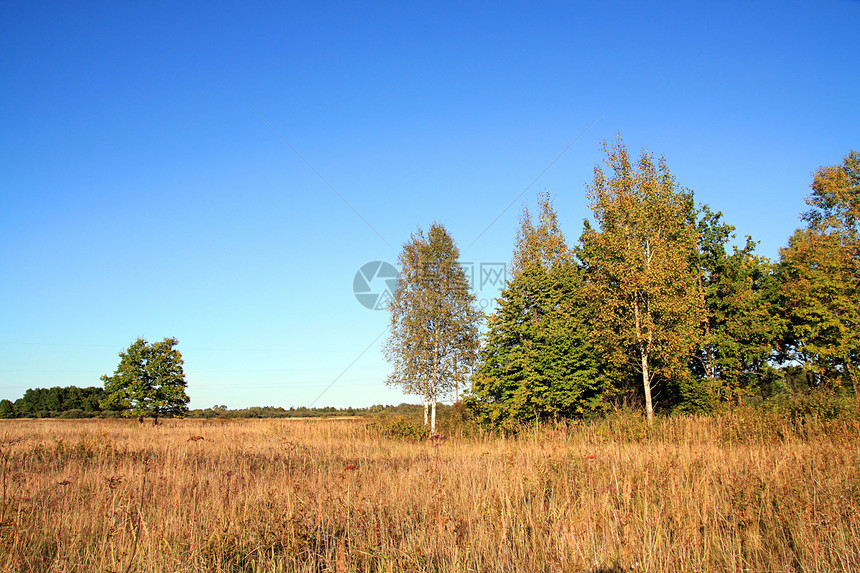 秋天场黄色橡树环境草地分支机构树叶孤独牧场地平线天空气候蓝色图片