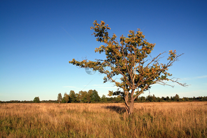 秋天场黄色橡树牧场阴影孤独农村树叶地平线环境蓝色分支机构气候图片