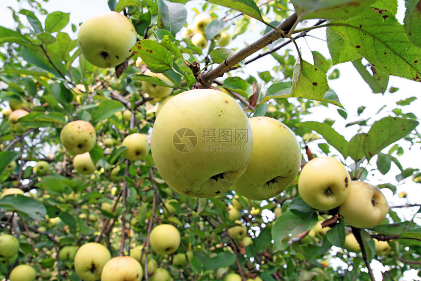 在分支上的苹果阳光食物水果花园果园植物天空蔬菜季节树林图片