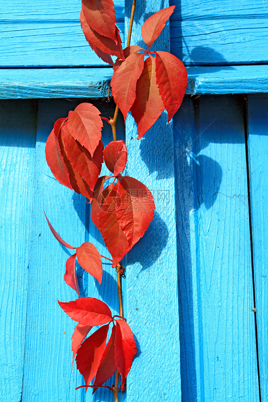 蓝色墙上的红色表景观叶子阴影玻璃场景木头力量灯笼紫色花园图片