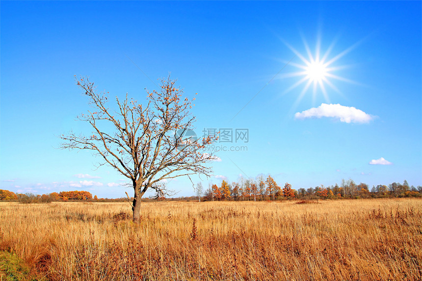秋天的橡树田气候天空场地橡木孤独农村环境草地地平线蓝色图片