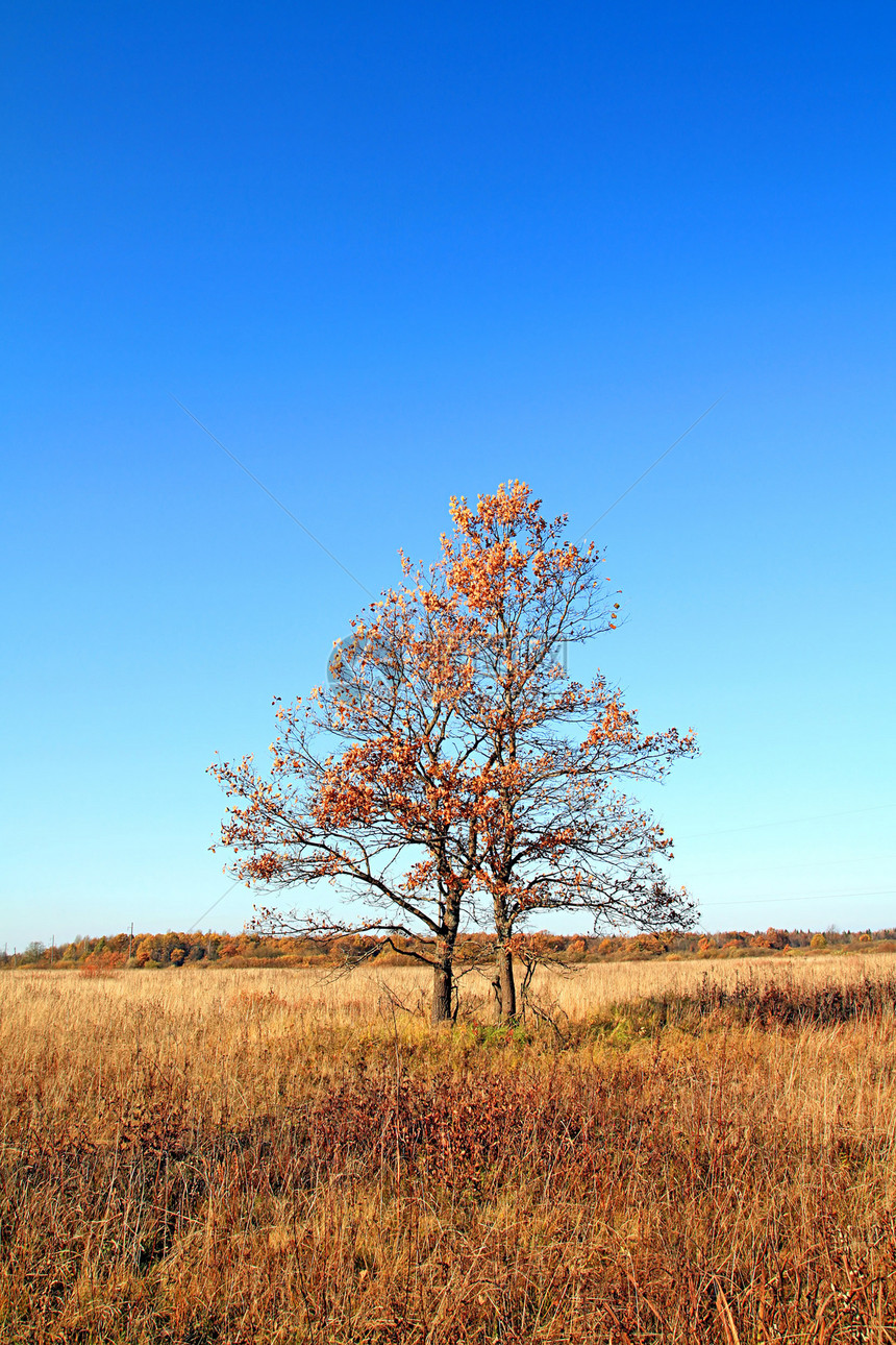 秋天的橡树田场地分支机构树叶草本植物蓝色橡木天空草地孤独阴影图片