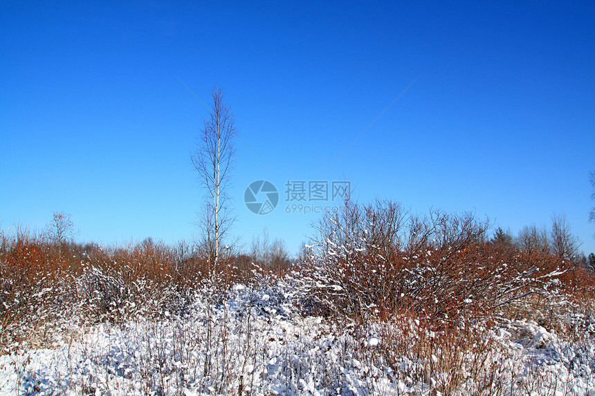 积雪中的灌木丛植物公园地平线森林场景树木季节雪堆下雪天空图片