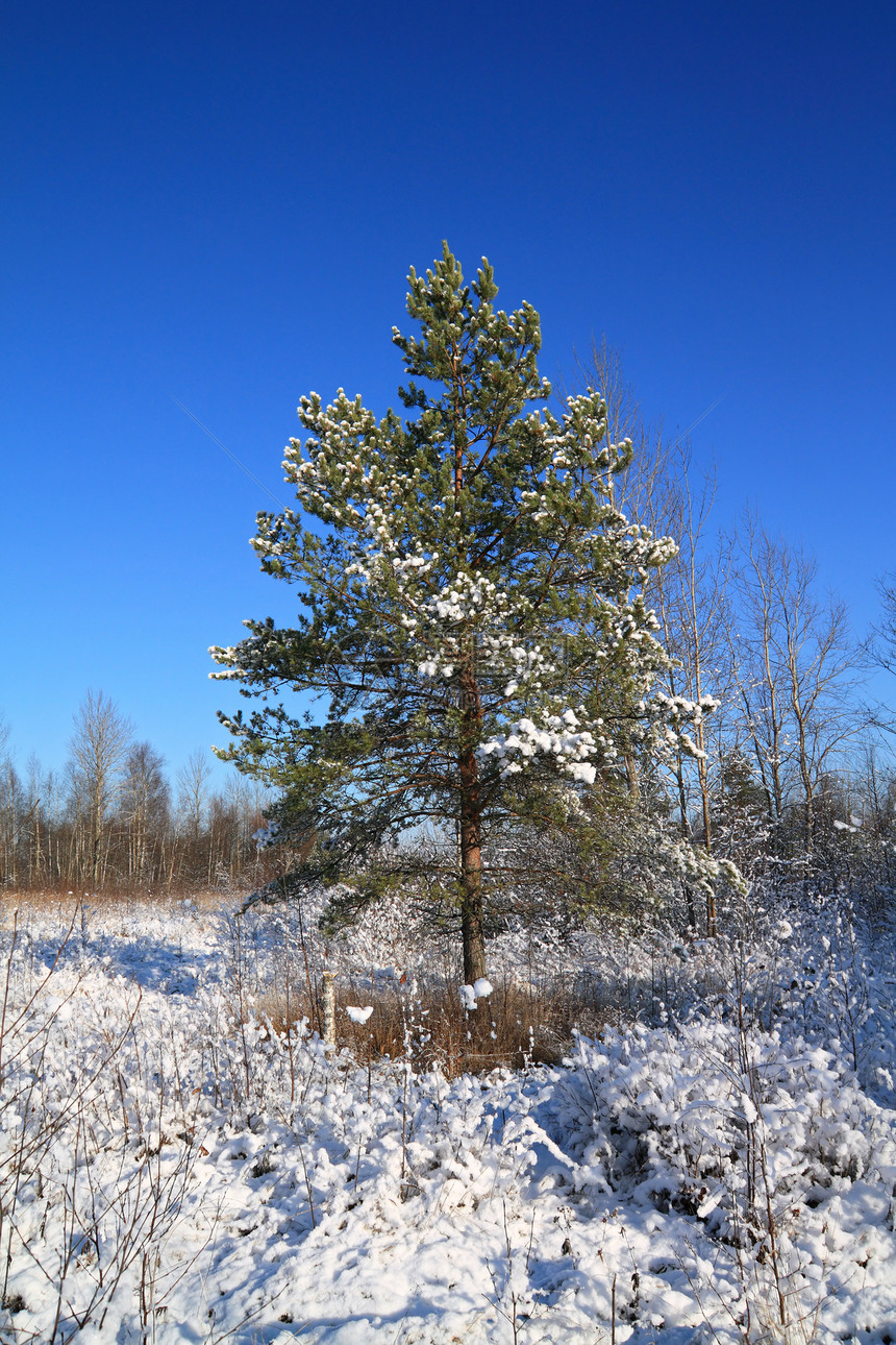 雪地上的松树地平线城市树木公园风景下雪雪堆天空天气太阳图片