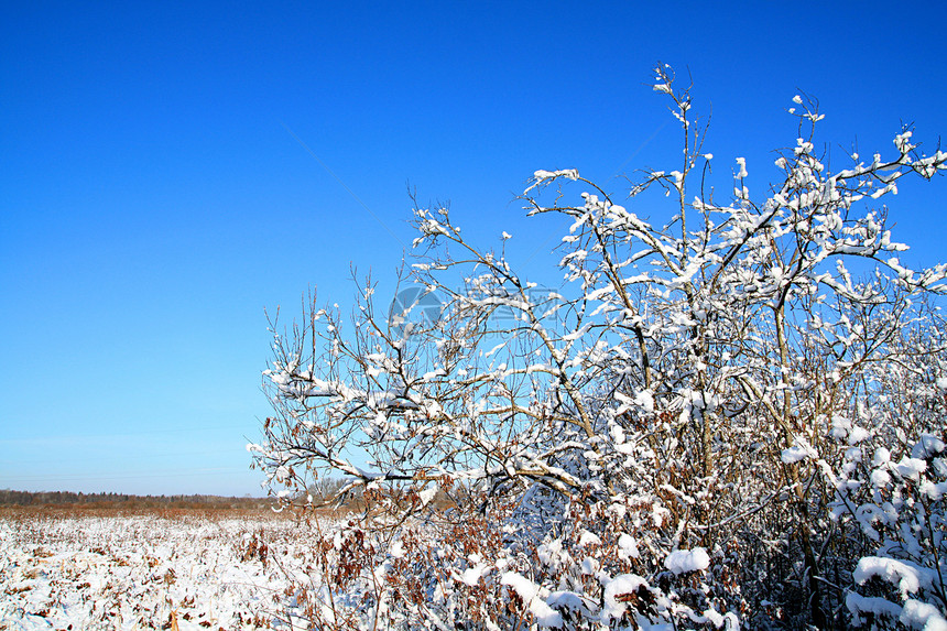 积雪中的灌木丛暴风雪风景衬套天气树木天空场景公园城市植物图片