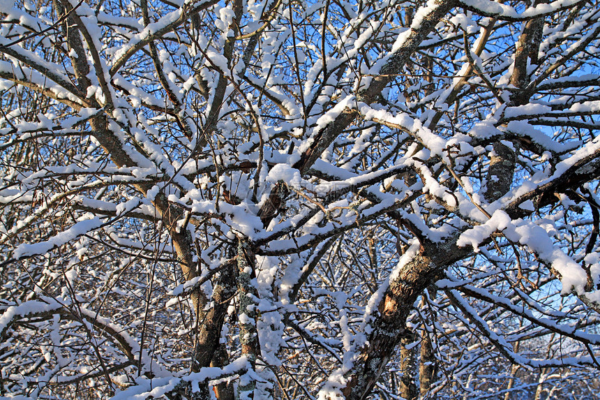 下雪的树枝天气乡村寒冷花园公园水果醋栗树木寒意座位图片
