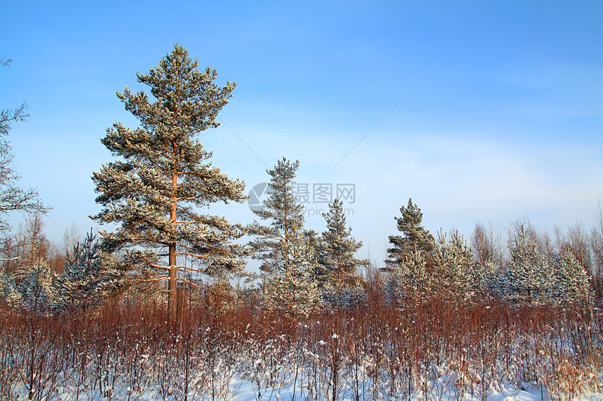 雪中的松树季节青色公园天气地平线森林暴风雪树木场景衬套图片