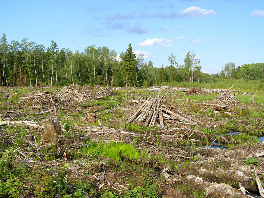 切除木柴风景资源气候损害木材收成活力环境生产植被图片