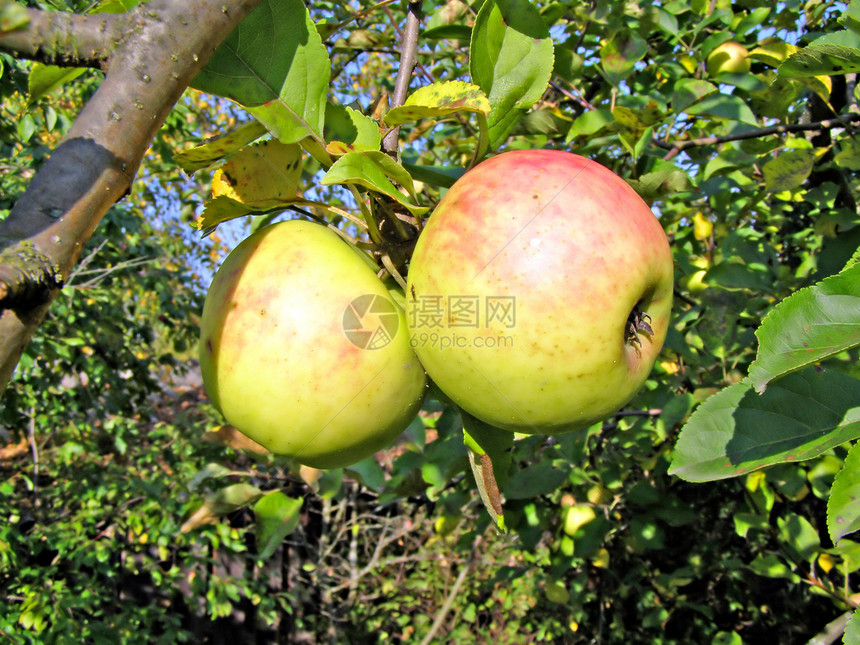 分支上的绿苹果阳光生长花园农场果园分支机构美食水果食物树林图片