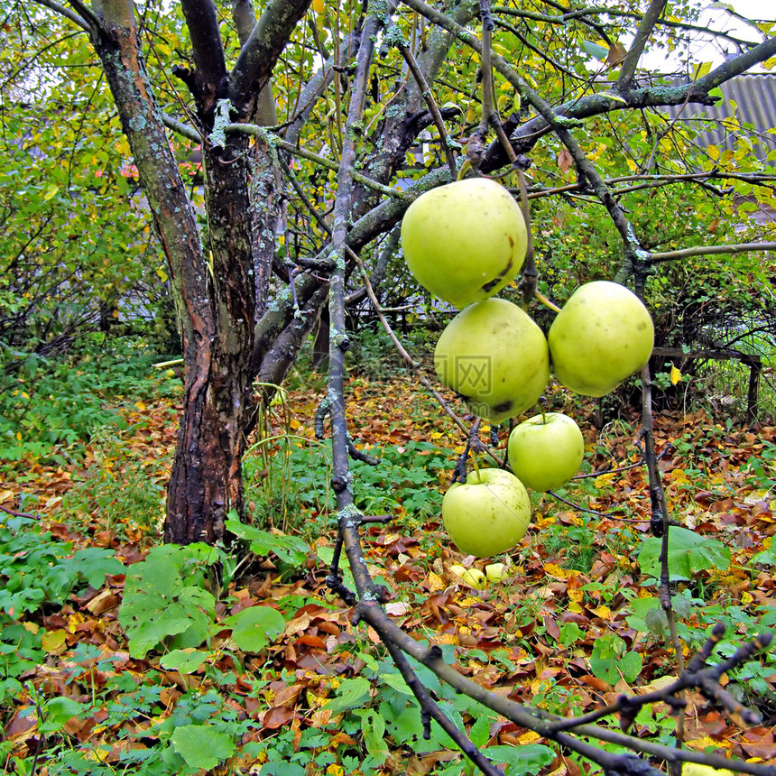 分支上的绿苹果季节园艺农场果园生物学阳光美食宏观蔬菜树木图片