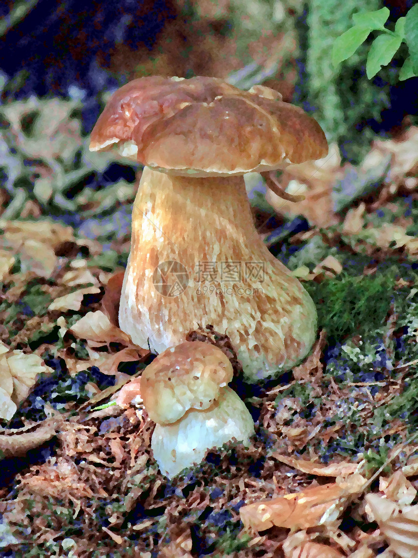 森林中的棕色树枝生物烹饪季节食物植物群植物学地面常委插图荒野图片