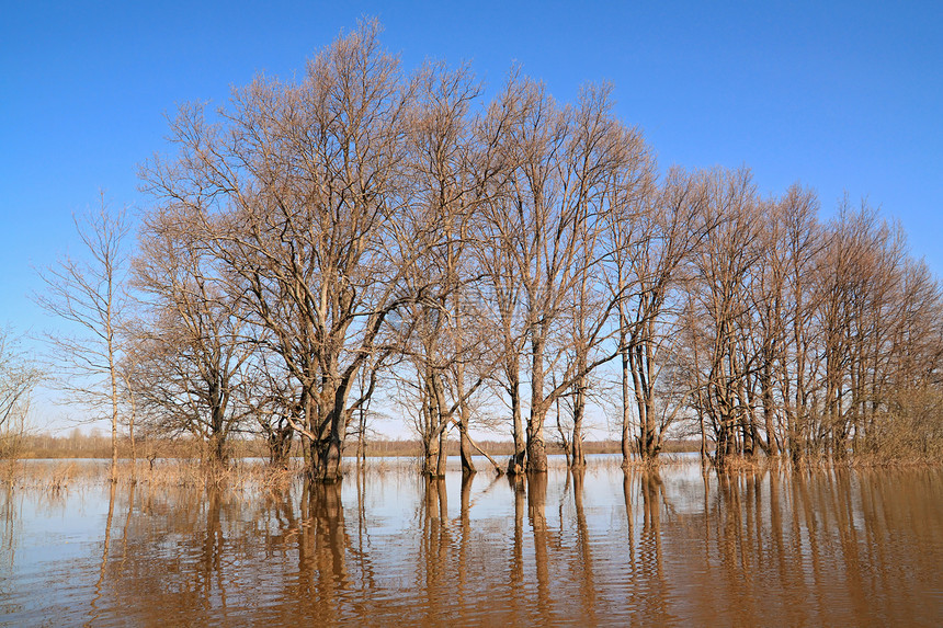 橡木中的洪水灌木丛荒野皮层水池蓝色镜子森林灾难褪色游泳图片