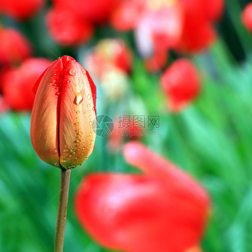 郁金tullip紫色花朵白色阳光红色收藏粉色钥匙团体生活图片