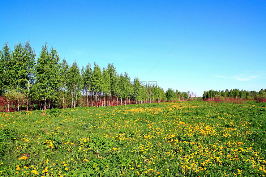 田野露地后代自由种子场景脆弱性桦木叶子生活木头草本植物图片