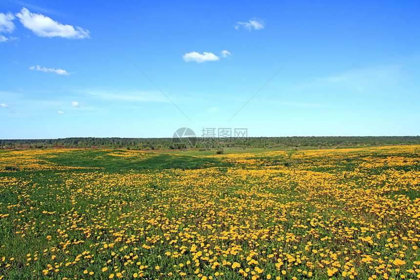 田野露地柔软度昆虫自由植物植物学蓝色场景脆弱性杂草叶子图片